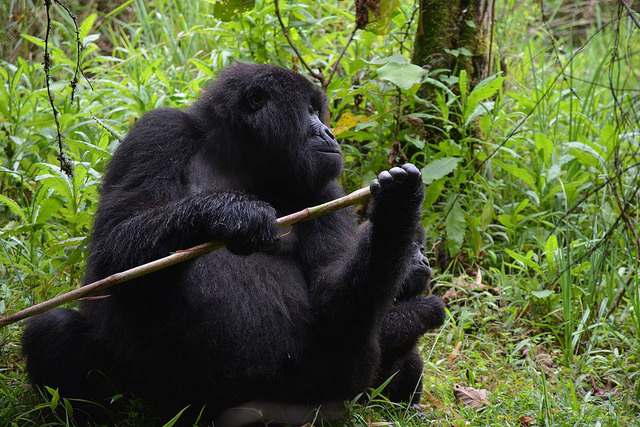 Ecotourism and Gorillas