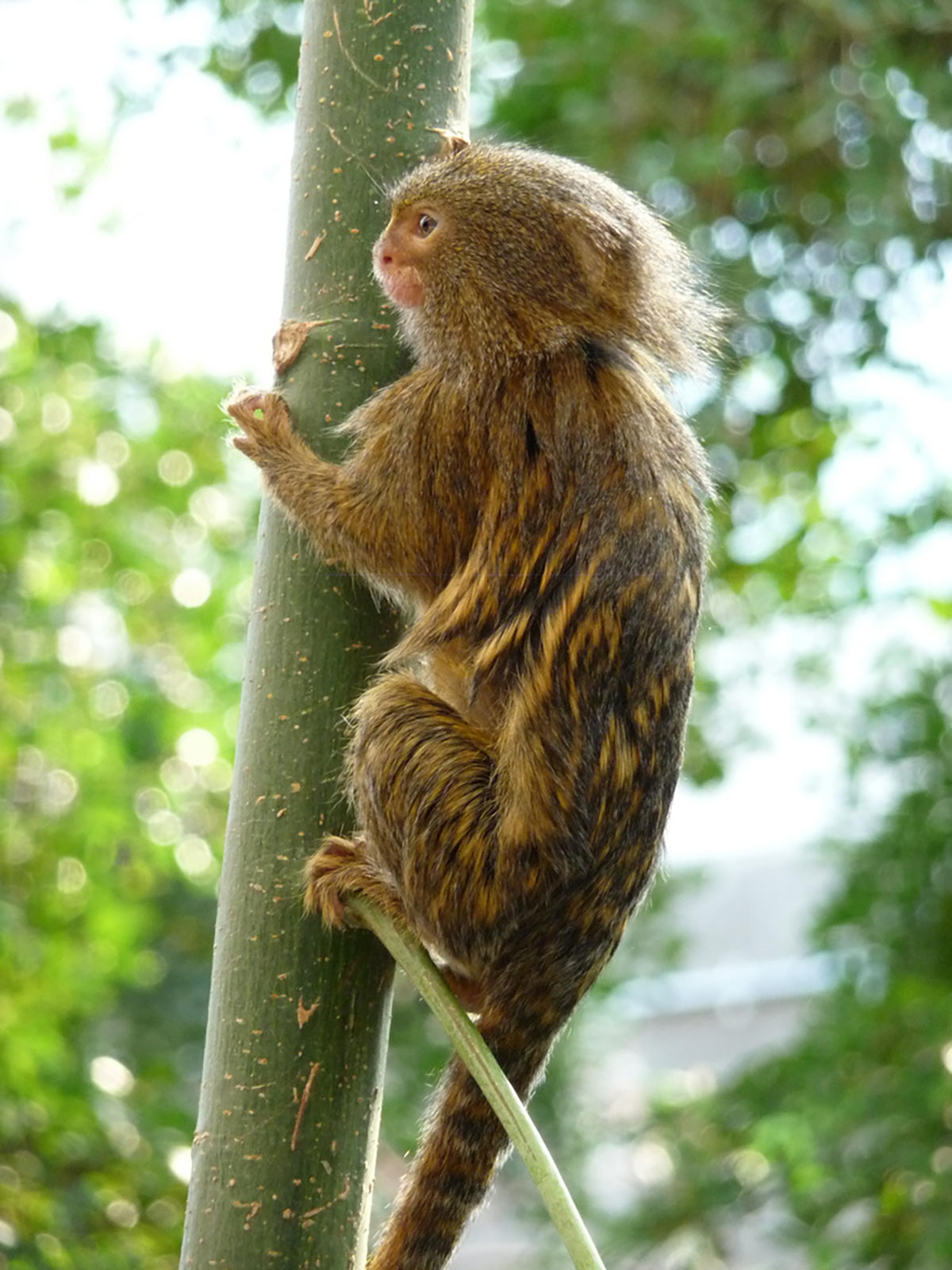 Pygmy Marmosets