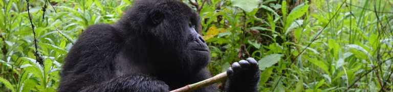 Gorilla Trekking in Rwanda