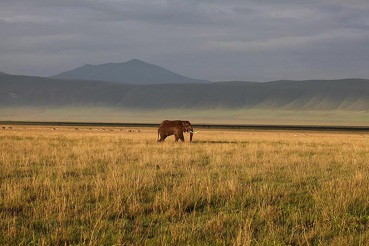 Elephant on African plain