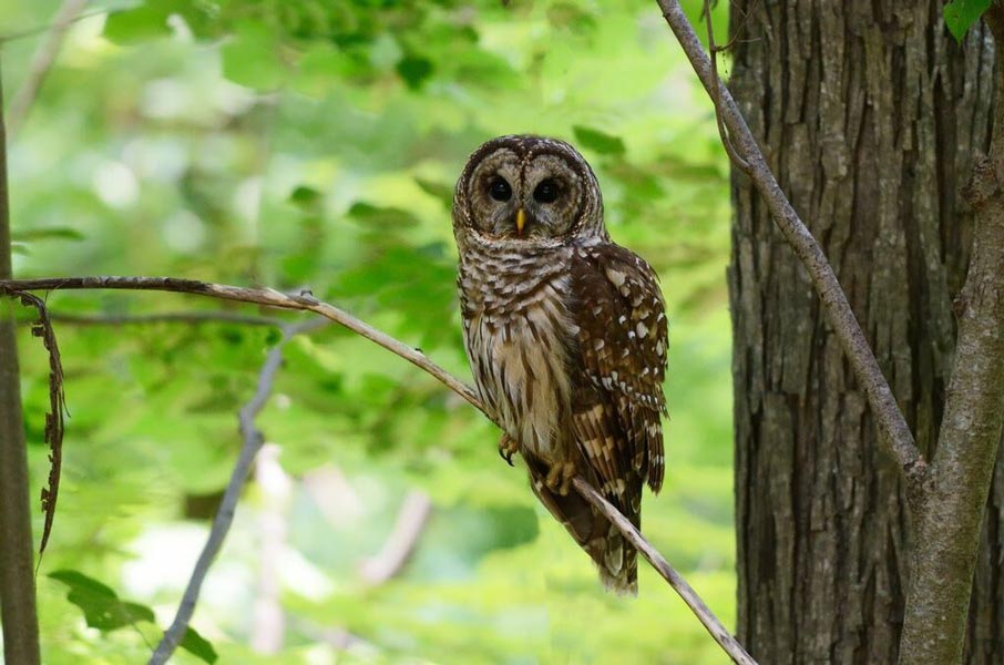 The Extraordinary Rainforests of Louisiana 3 Barred owl