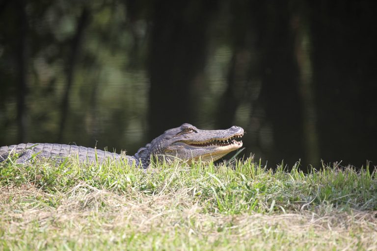 Cajun Tours