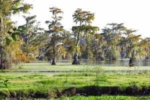 Cajun Tour Swamp