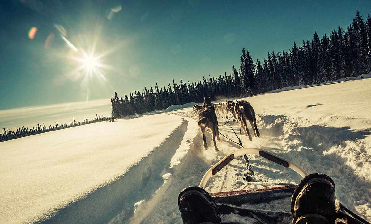 alaska aurora dogsledding