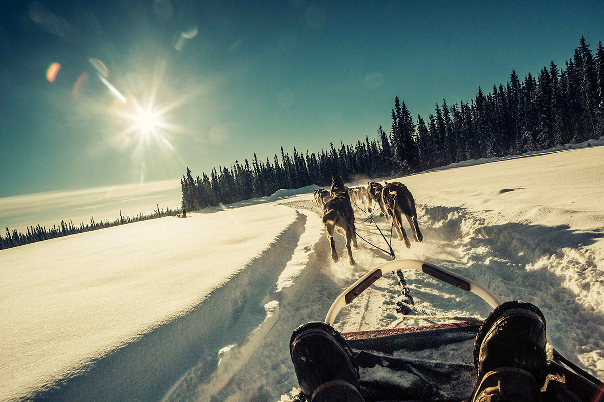 Dogsledding In Fairbanks
