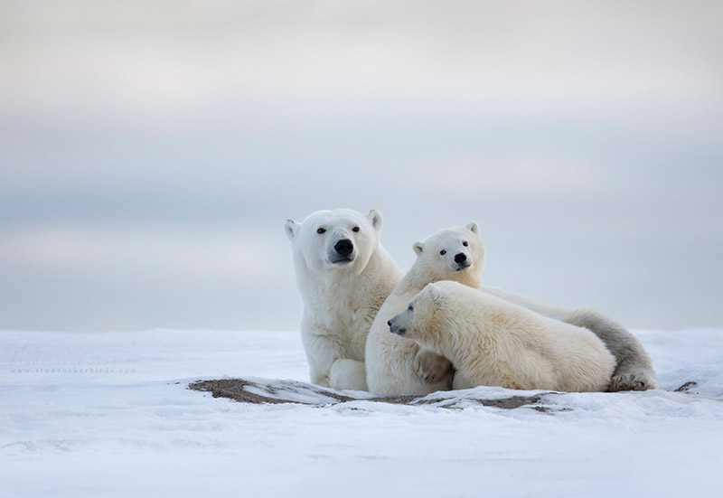 A Polar Bear Family