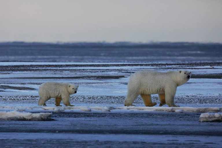 Two polar bears walking on ice in Alaska