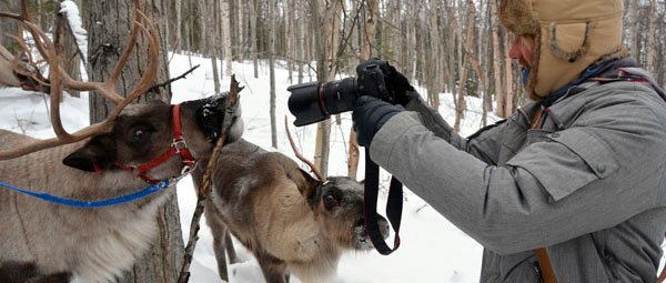 Reindeer Ranch See-Reindeer