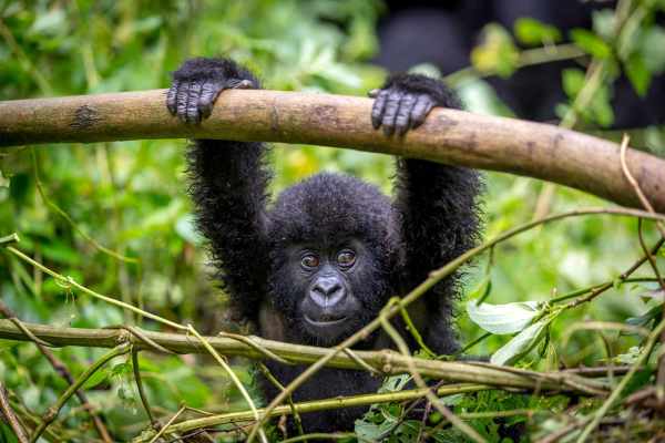 baby gorilla swinging in rwanda