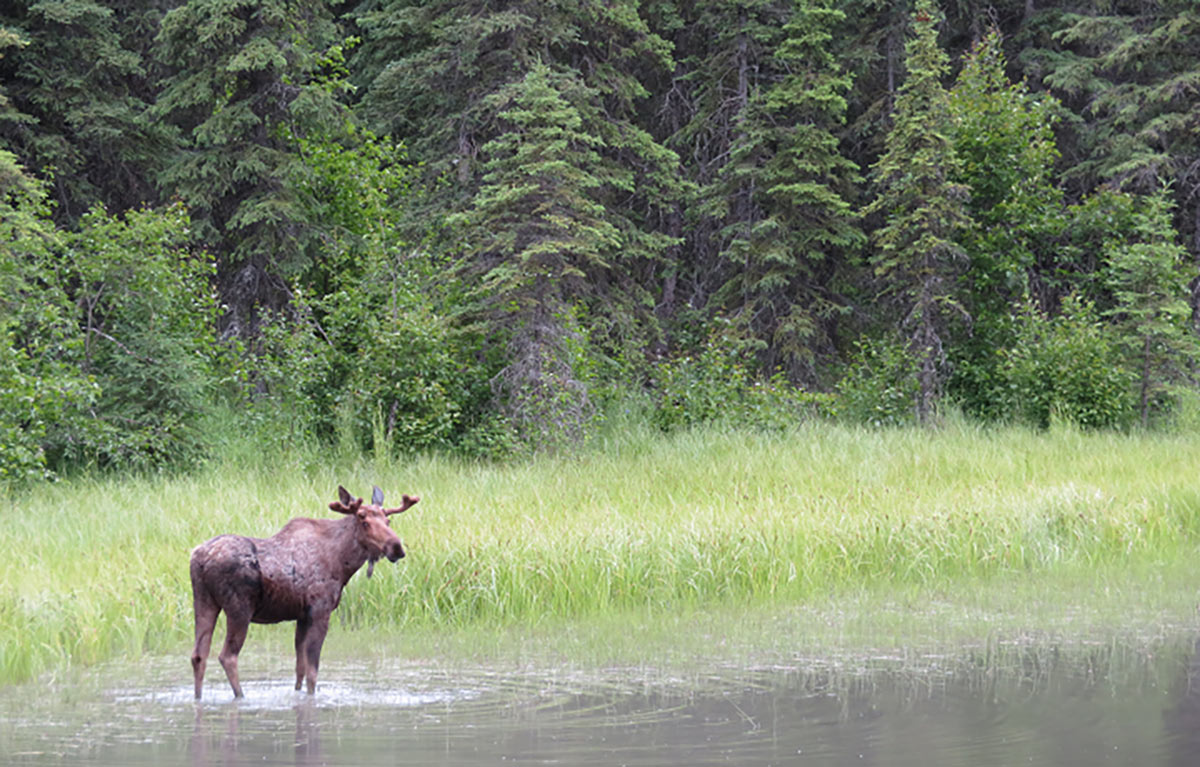 Moose are often seen on trips to Alaska