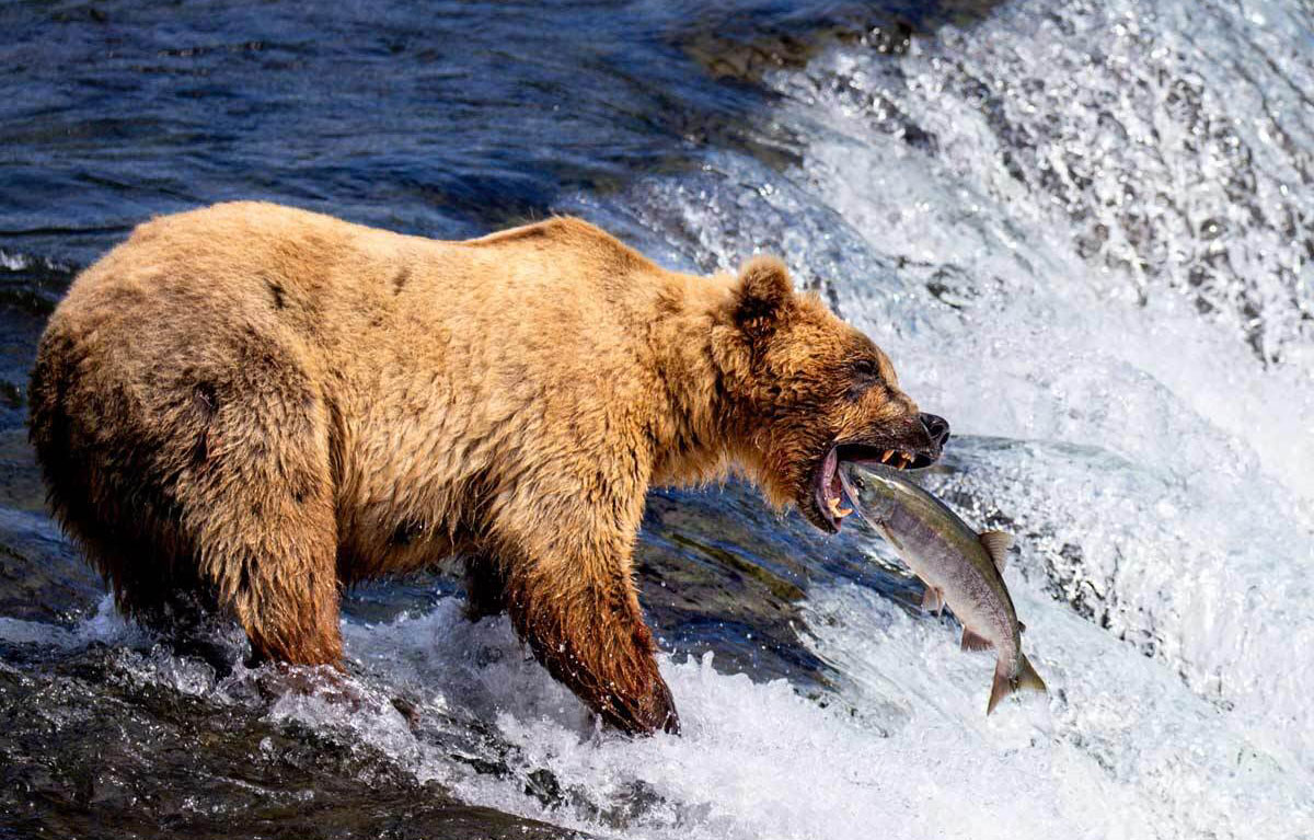 An Alaska Grizzly bear catching salmon in Brooks Falls during the summer months