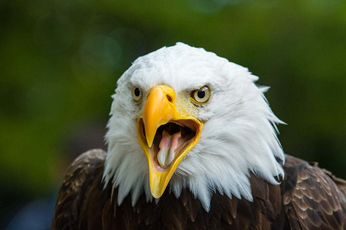 bald eagle alaska tour