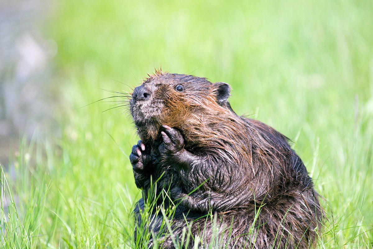 An Alaskan Beaver