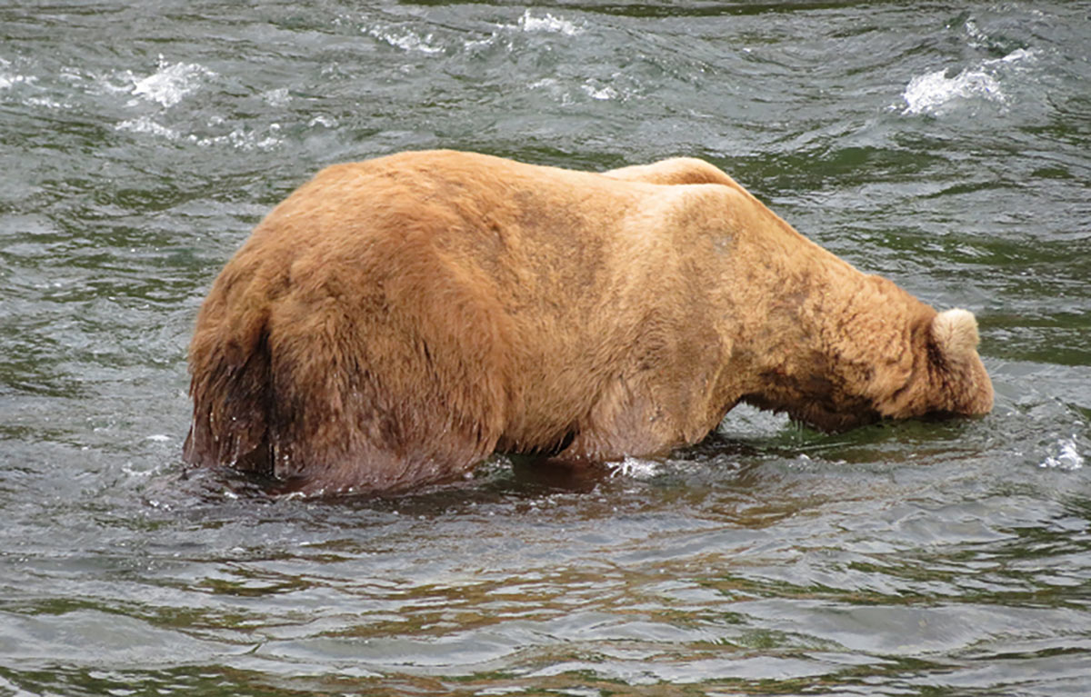 Grizzly bear fishing for salmon in Alaska