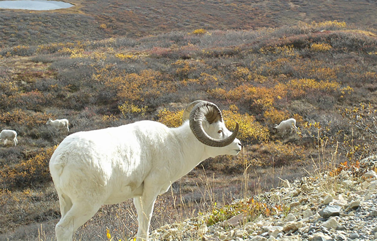A Dall Sheep grazing in Alaska