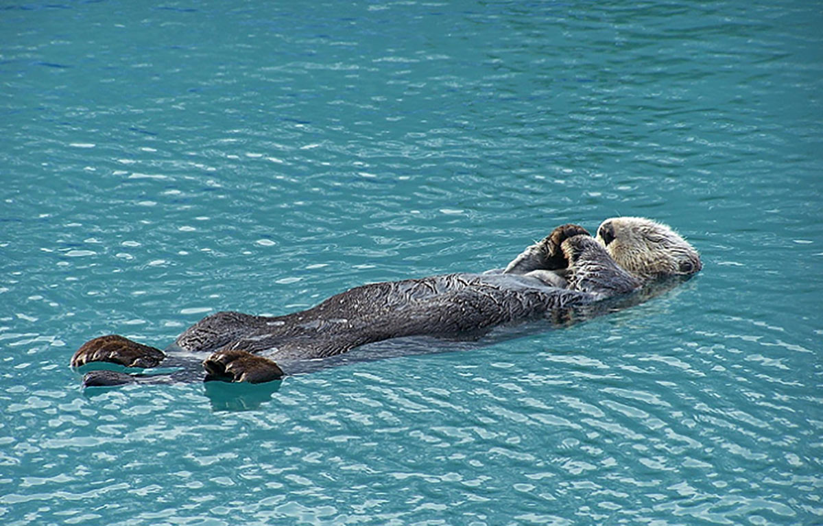 kayak sea otter sea lion alaska resurrection bay