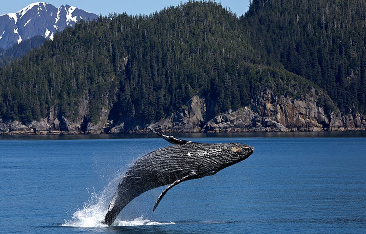 A whale jumping out of the water in Alaska