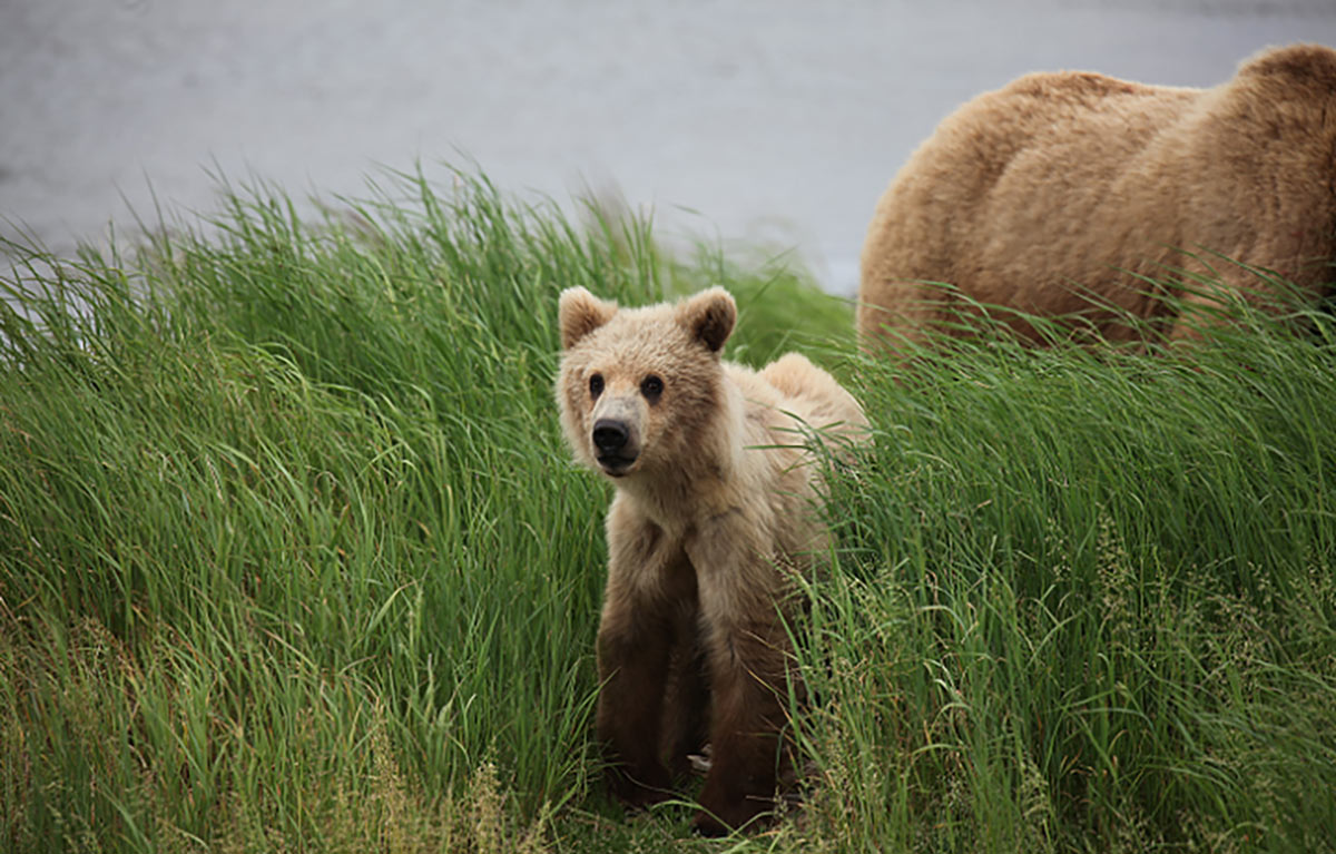 Grizzly cub