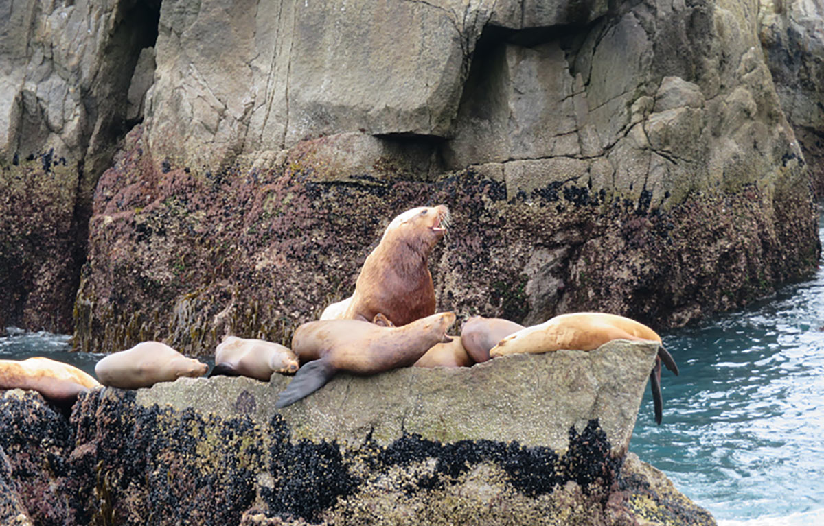 Sea Lions in Alaska