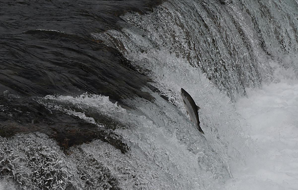 A salmon jumping a river in Alaska