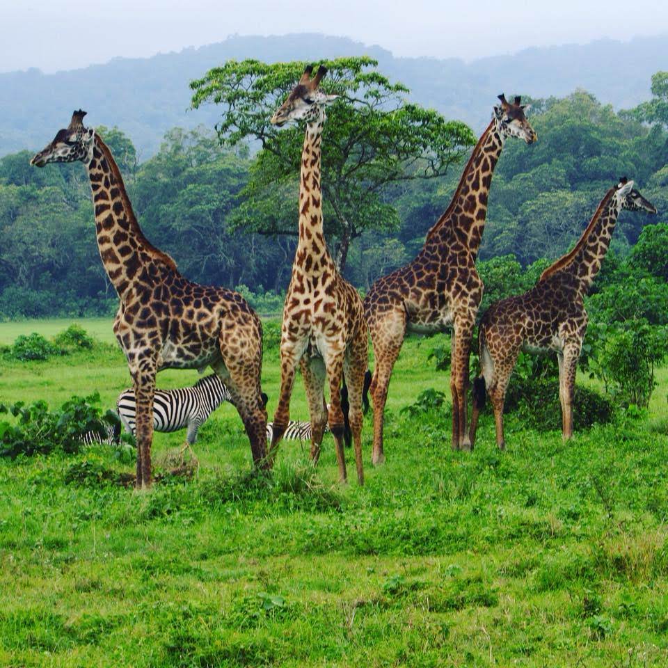Giraffes in Arusha National Park