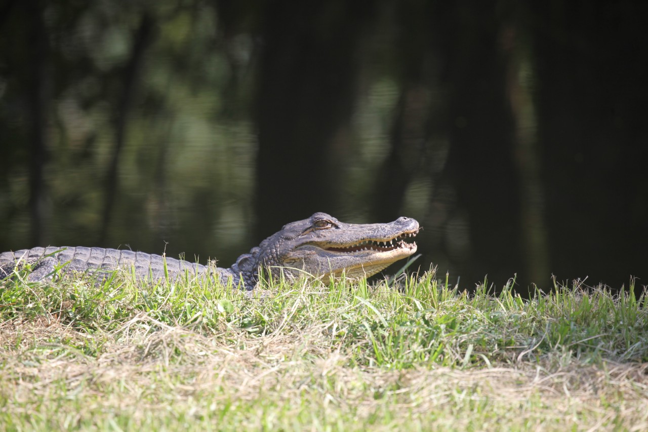 Louisiana Country with Gondwana Ecotours