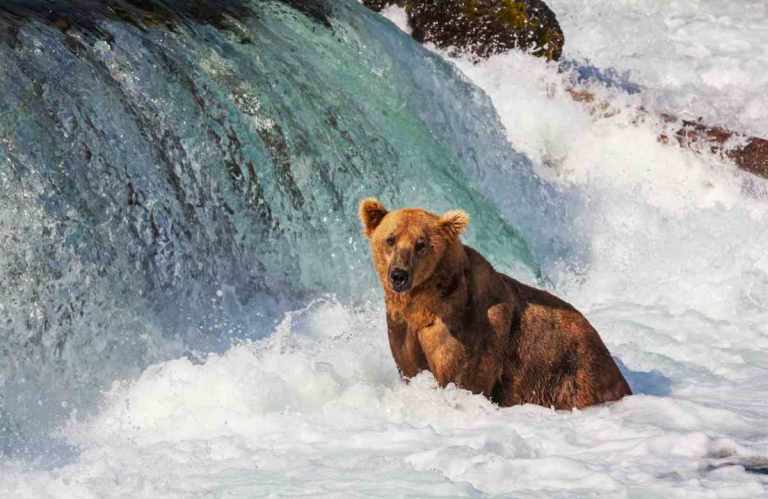Grizzly Bears of Katmai National Park