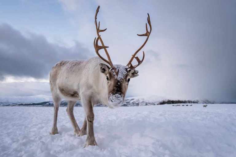Alaskan Reindeer from Northern Lights Adventure Tour
