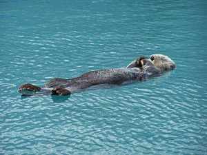 Resting Sea Otter in the Kenai Fjords of Alaska