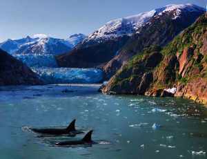 Whales in Alaska's Kenai Fjords