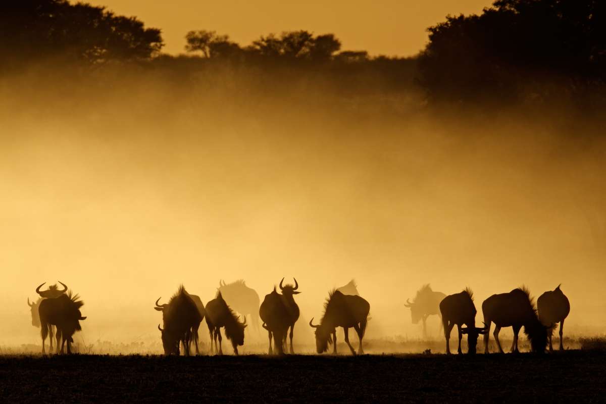 Wildebeest at Dusk from Tanzinia Camping Safari