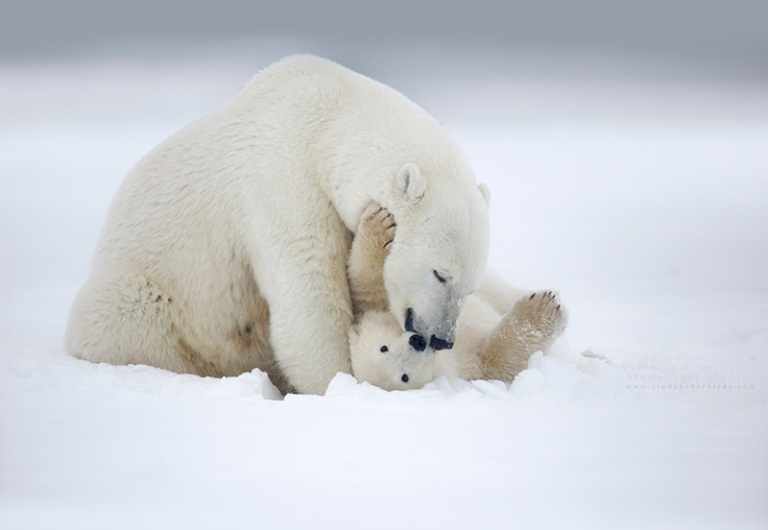 Mother polar bear cleans her cub