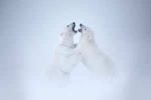 Two male polar bears fighting