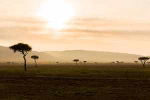 Acacia trees in Masai Mara National Park