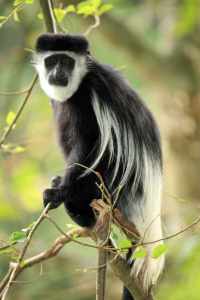 black and white colobus uganda africa 8YWN7DZ 2