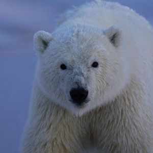 Polar bear covered in snow, staring at the camera