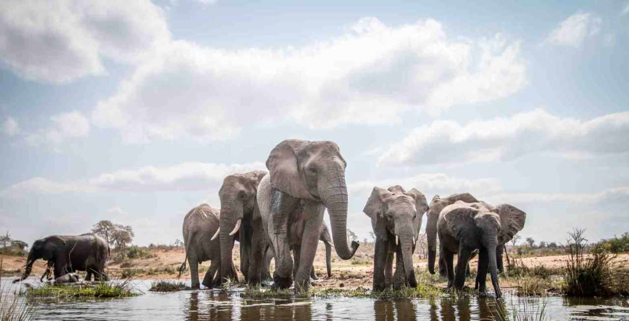 Herd of elephants drinking in Tarangire National Park