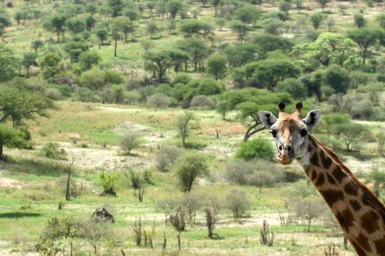 Giraffe looking out over the Serengeti in Tanzania's Top 5 National Parks