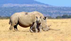 Rhino in Ngorongoro National Park