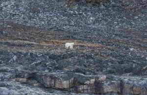 Solitary Polar Bear 