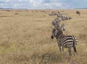 Herd of Zebra in Serengeti National Park