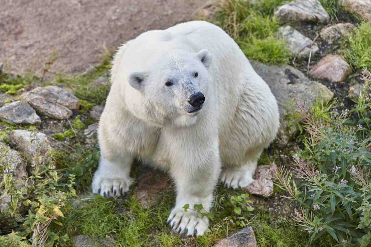 Image of a polar bear sitting in a field