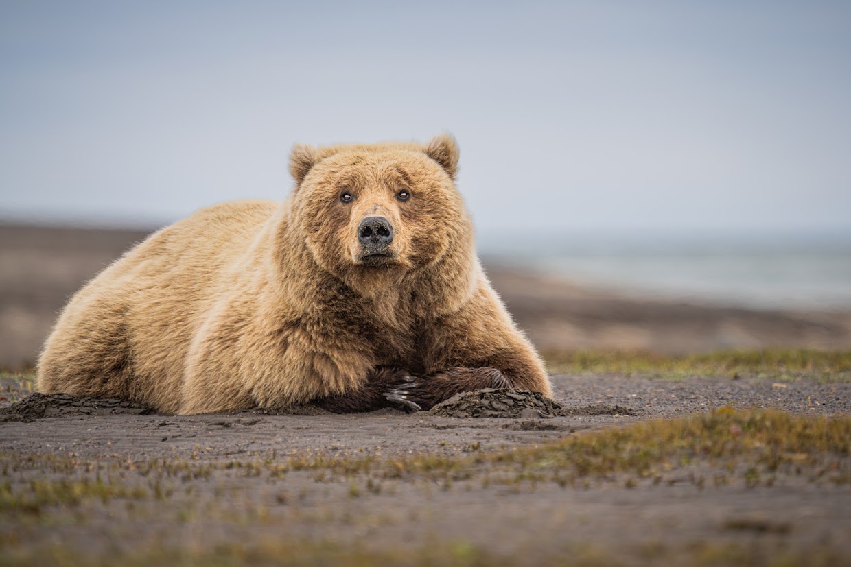 Laying Bear