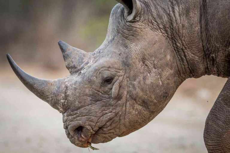 Close up a black rhino