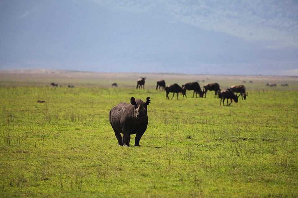 Rhino in the Ngorongoro Crater
