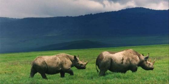 Africa's big five the Rhino in the Ngorongoro Crater