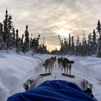 Dog Sledding on the Northern Lights Adventure in Alaska