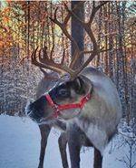 Hiking with friendly reindeer through the boreal forest on the Northern Lights Adventure