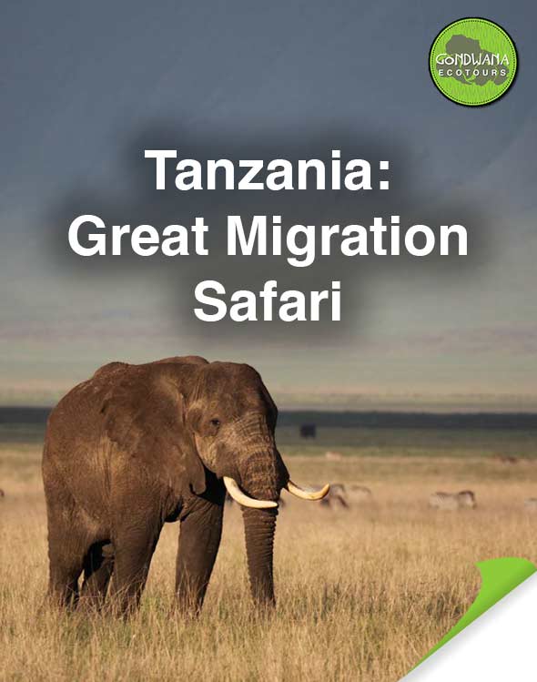 Tanzania Wildlife Safari