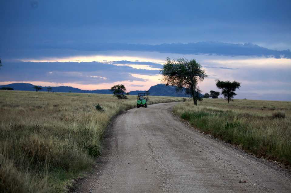 Tanzania Safari Game Drive